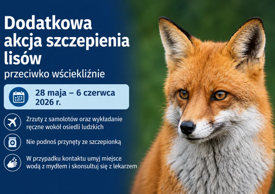 Dodatkowe szczepienia lisów przeciwko wściekliźnie w Podkarpaciu