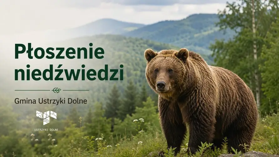 Decyzja o umyślnym płoszeniu niedźwiedzi w Ustrzykach Dolnych