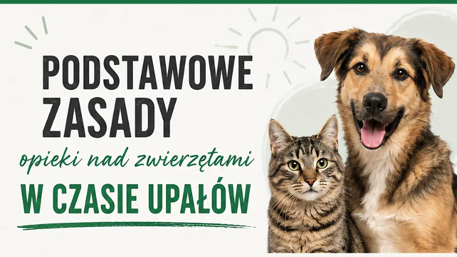 Zalecenia dotyczące opieki nad zwierzętami podczas upałów